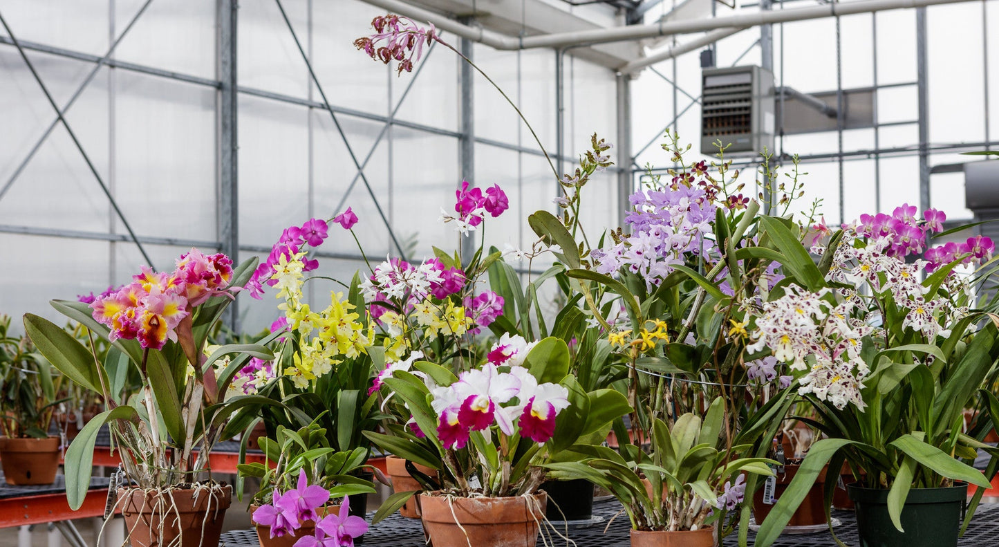 12 Bare Root Orchid Plants Assorted Varieties Indoor Tropical Flowering Plants