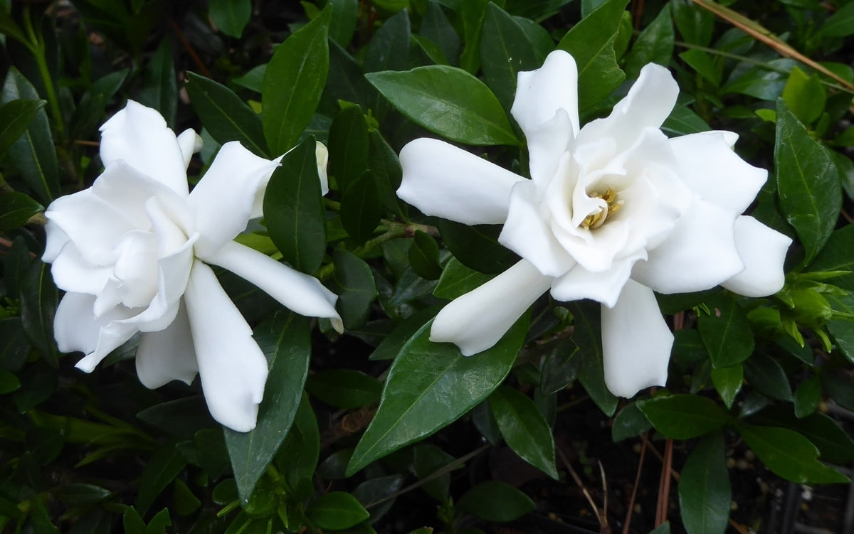 3 Rooted Gardenia Plants 4-5 Inches Fragrant White Flowers Live Shrubs for Garden or Indoor Use