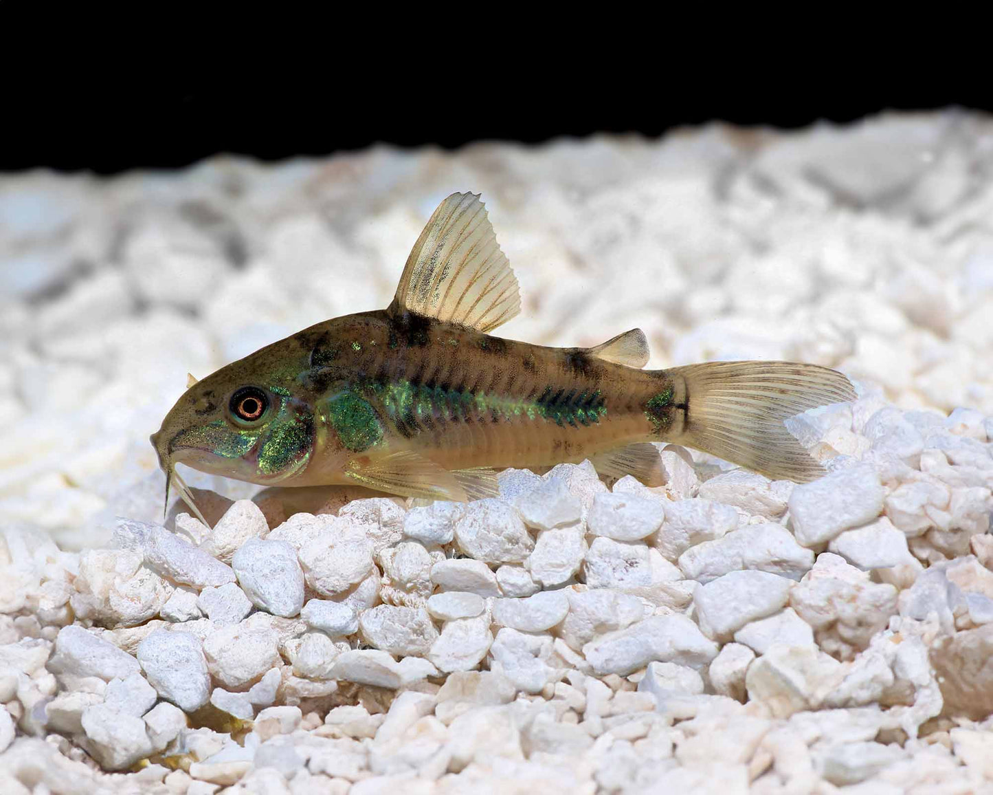 Peppered Corydoras Corydoras Paleatus
