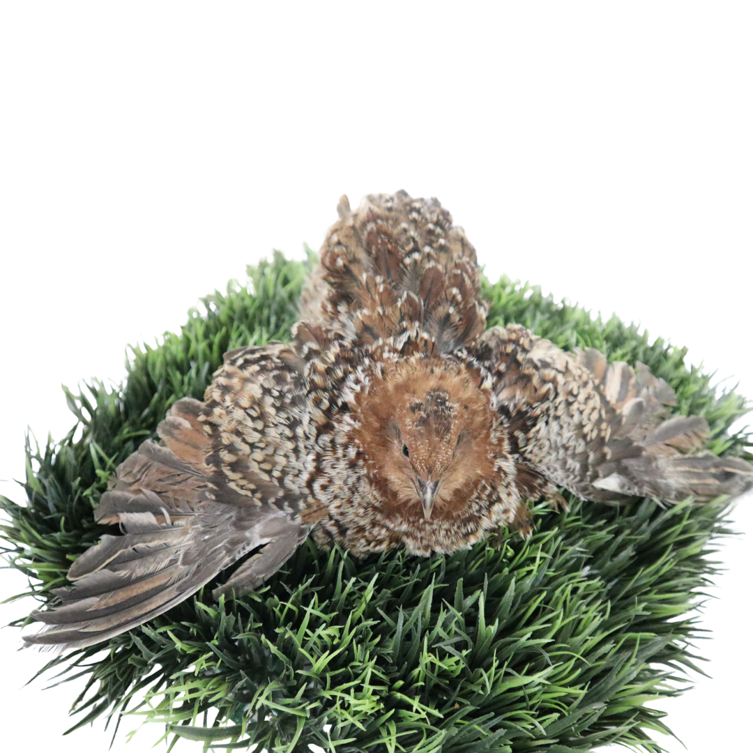 German Chocolate Pansy Quail Hatching Eggs