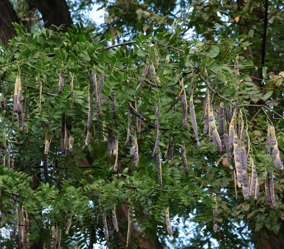 Gleditsia sinensis Seeds – Chinese Honeylocust, Soap Bean Tree, Hardy Ornamental, Drought Tolerant, Wildlife Friendly, 10 Seeds