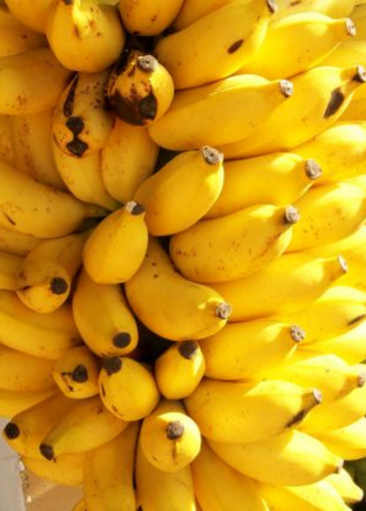 Banana Plant Gold Finger (Musa acuminata × balbisiana 'FHIA-01') - Resilient, Fruit-Bearing Tropical Cultivar
