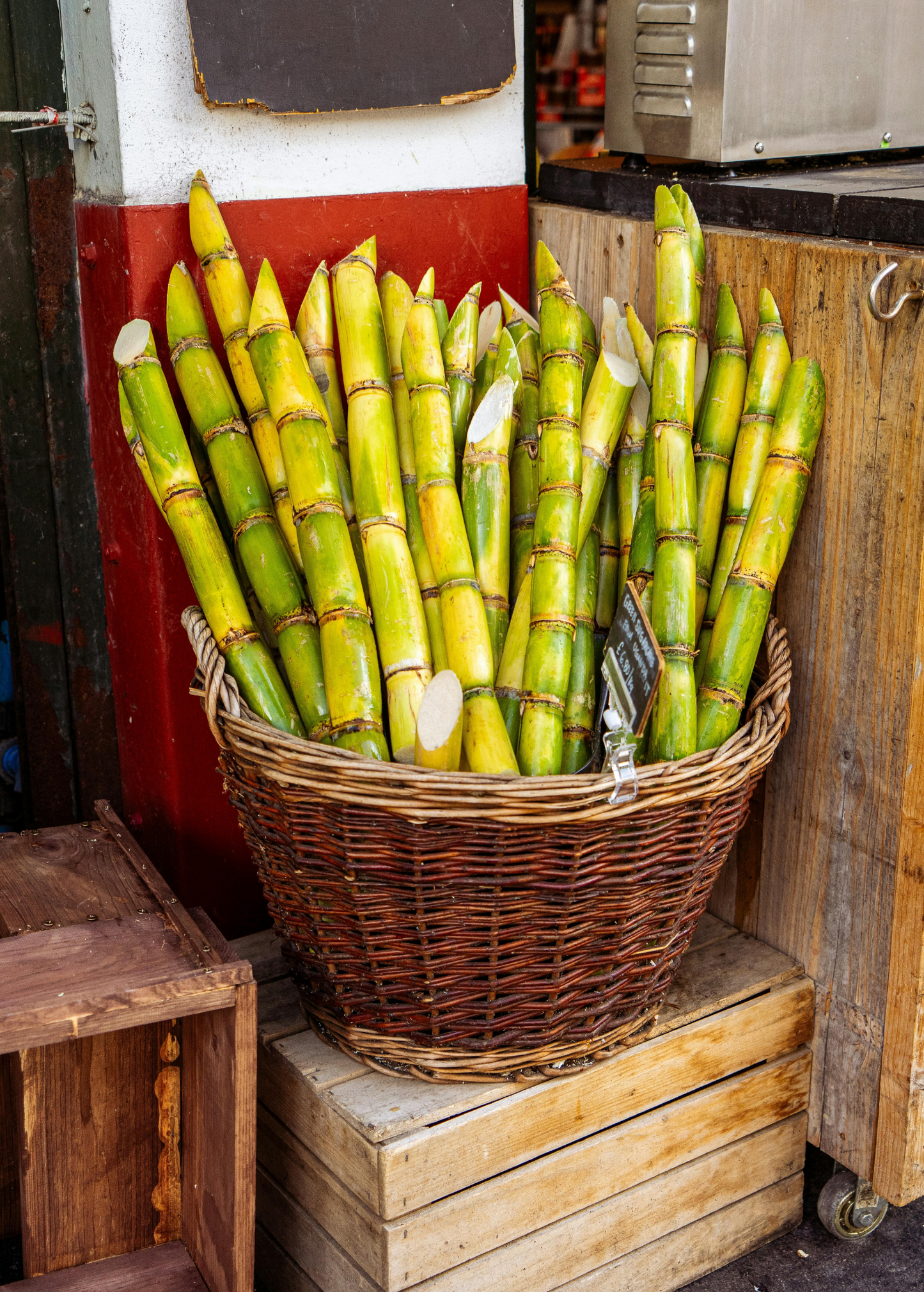 Sugar Cane Green Heirloom Plant for Juicing and Tropical Landscaping, Fast-Growing, High Juice Yield