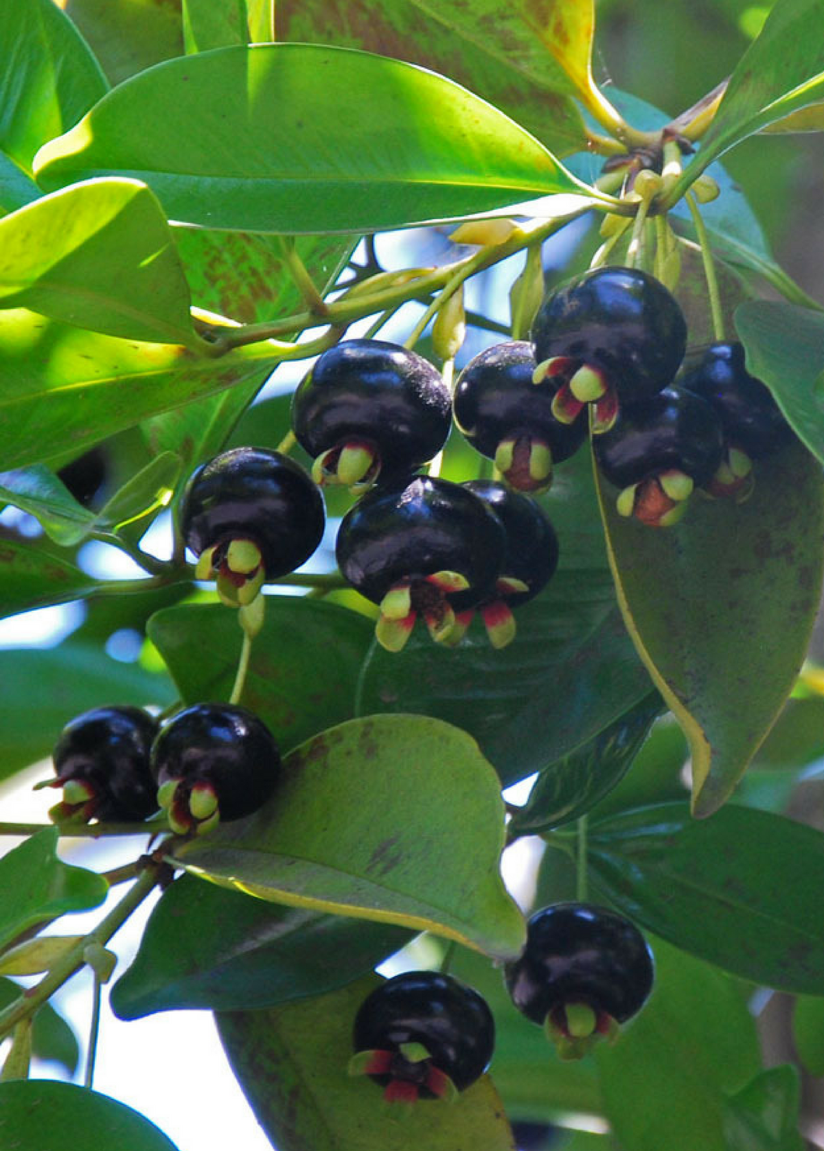 Grumichama Tree, Edible Tropical Fruit, Brazilian Cherry, Eugenia brasiliensis, Small Fruit Tree for Containers & Gardens