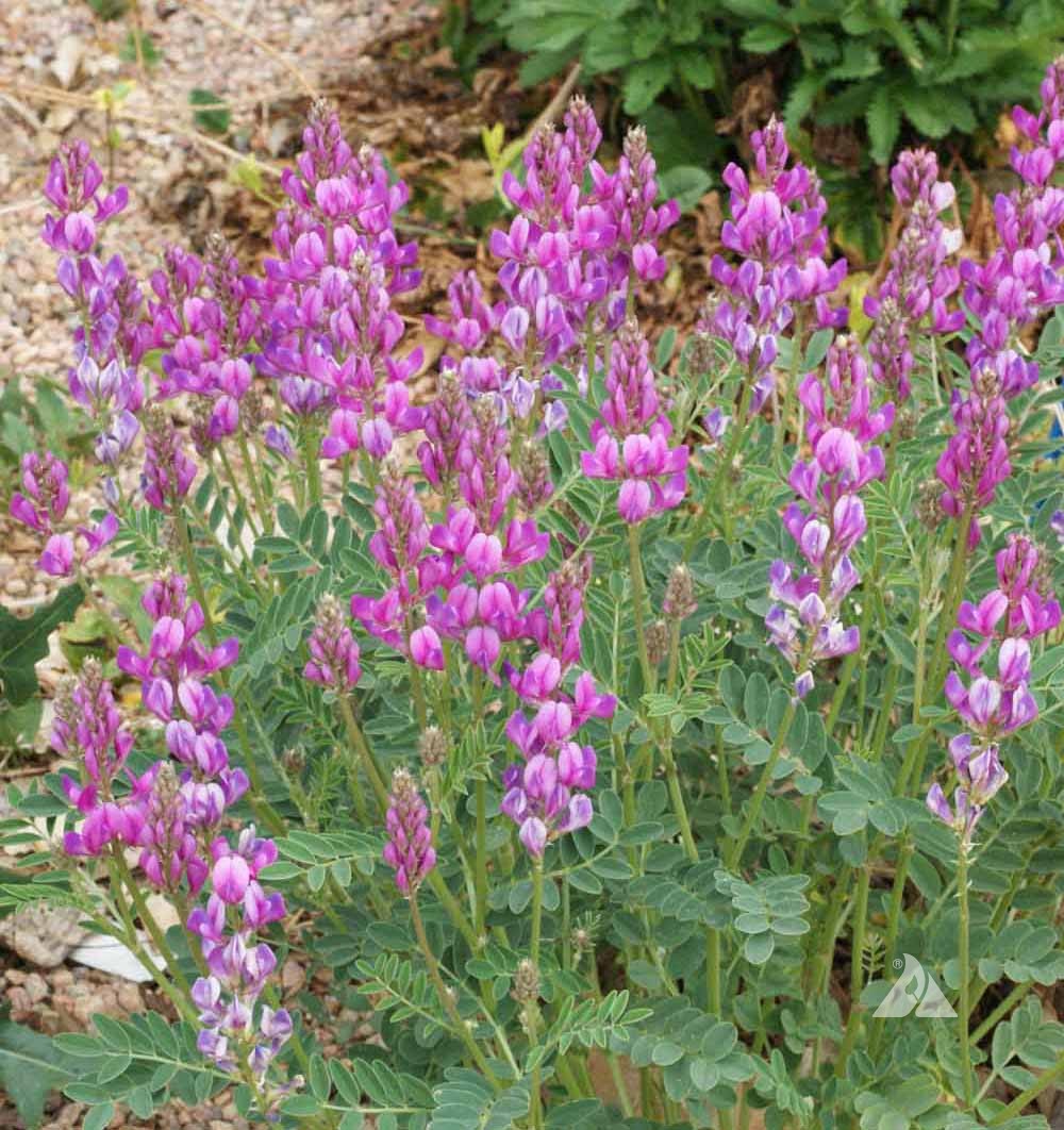 Hedysarum boreale Seeds – Utah Sweetvetch Wildflower, 25 Non-GMO Perennial Seeds for Native Gardens & Pollinator Attracting Plants