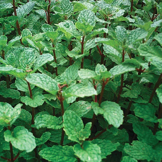 Rooted Mojito Mint Plants | Mentha villosa | Organic Non-GMO Cuban Mint for Cocktails, Tea & Garden