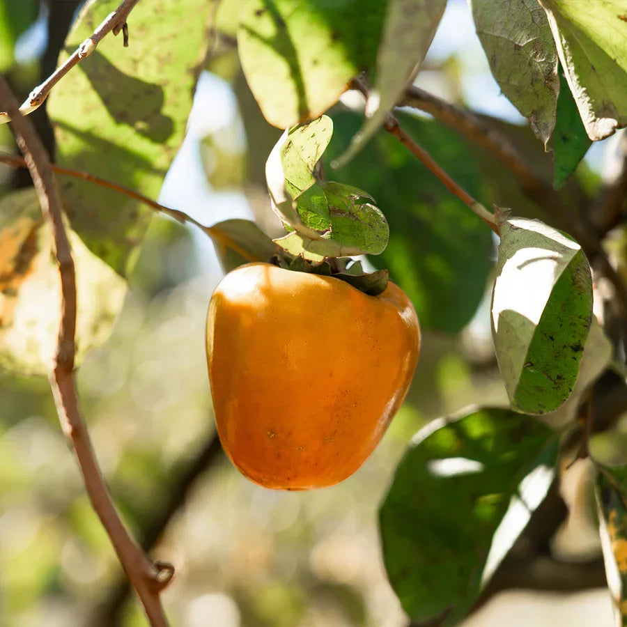 Hachiya Persimmon Cutting 6-8 Inch Unrooted Diospyros kaki Asian Astringent Fruit Tree