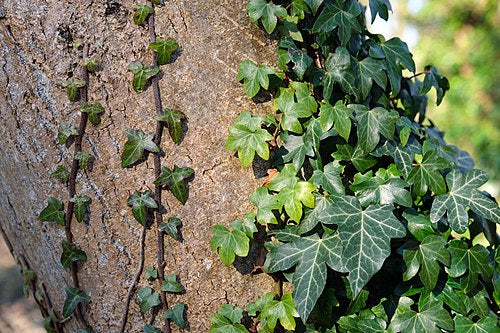 Set of 10 Rooted English Ivy Plants Hedera helix 6–12" Live Vines, Evergreen Ground Cover, Indoor & Outdoor Climbing Plants