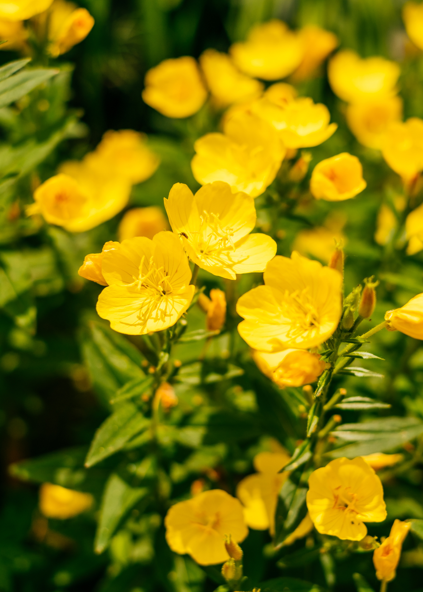 Evening Primrose Seeds - Night-Blooming Wildflower with Luminous Yellow Flowers, Oenothera biennis, Native to North America