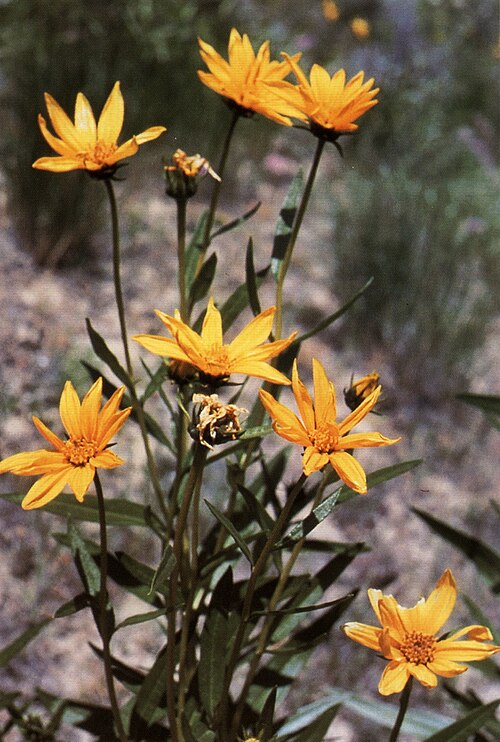 Helianthus nuttallii Seeds – Marsh Sunflower Wildflower, Non-GMO Perennial for Wet Gardens, Pollinator-Friendly Native Plant, 40 Seeds