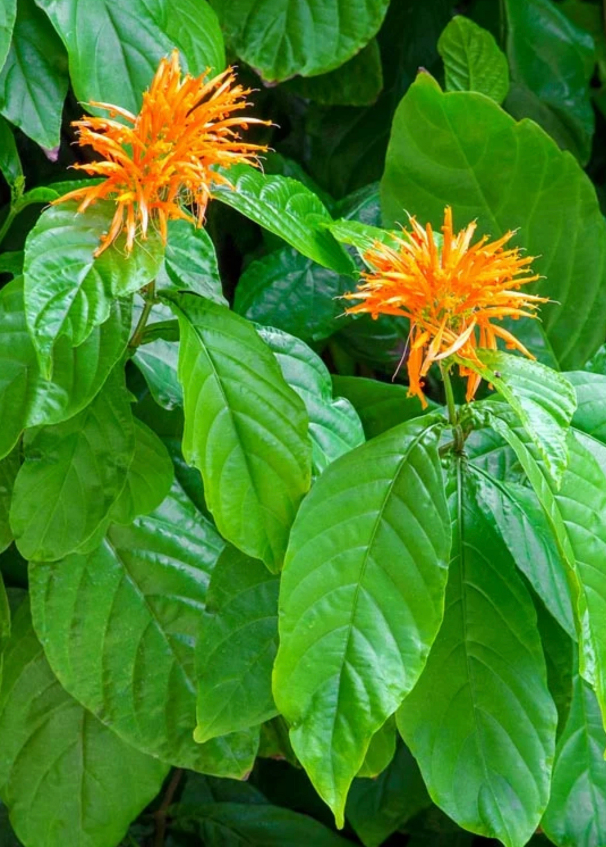 Muicle Mexican Honeysuckle Shrub - Vibrant Orange Tubular Flowers, Evergreen, Justicia spicigera