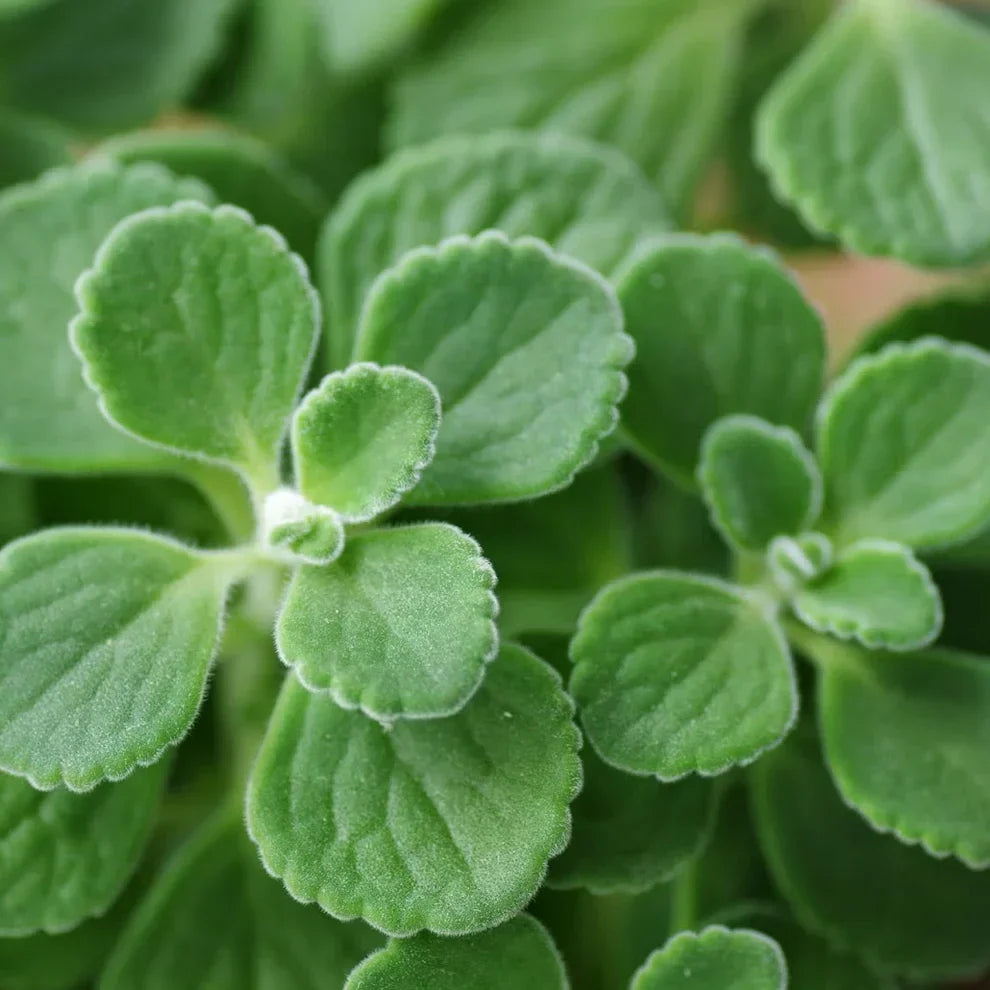 Vicks Plant Starter Plants | Plectranthus tomentosa | Aromatic Medicinal Herb for Respiratory Support | Indoor Houseplant