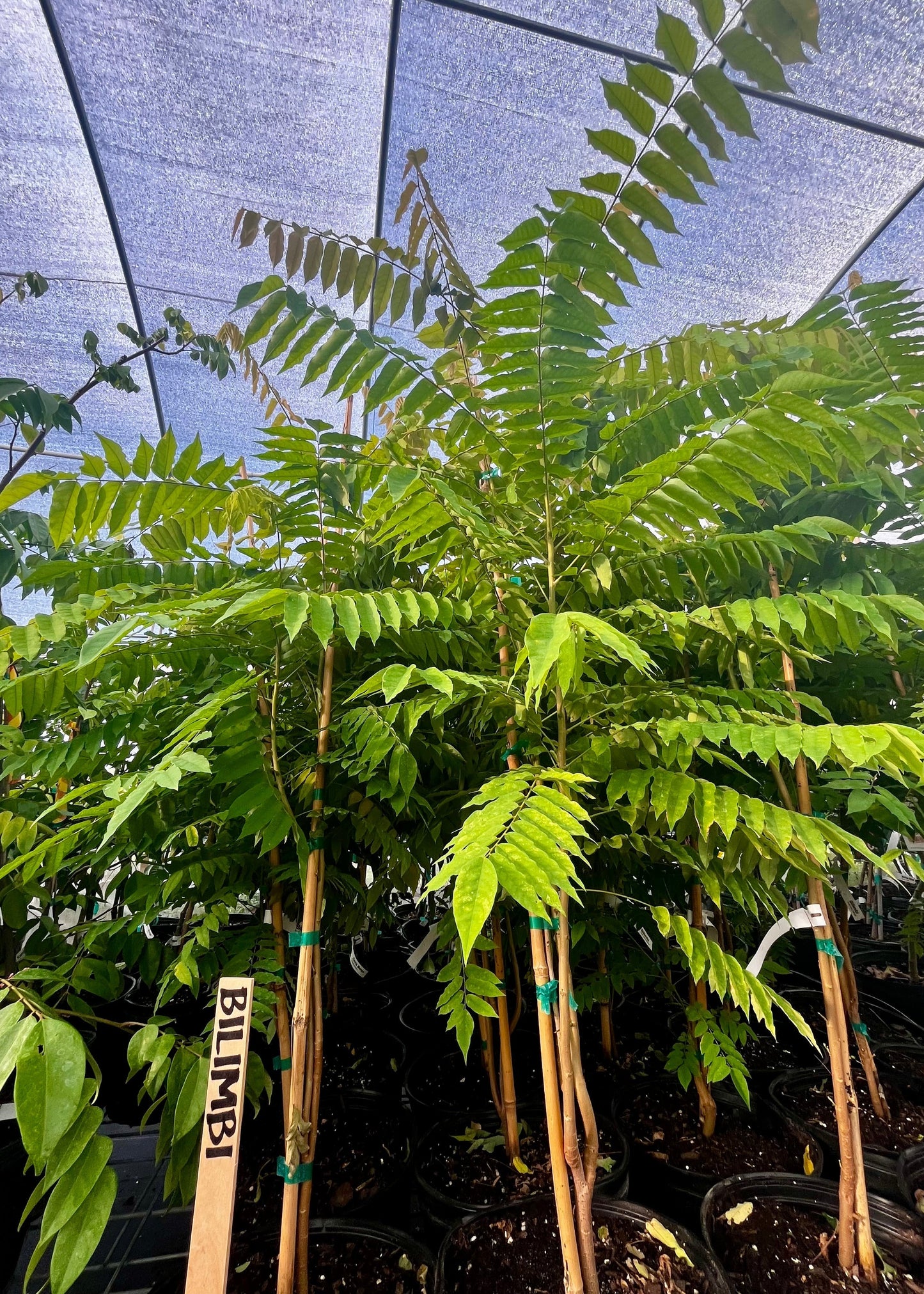 Bilimbi Plant - Tropical Averrhoa bilimbi Tree with Sour Fruit for Culinary Use, Southeast Asia Climate Suitable