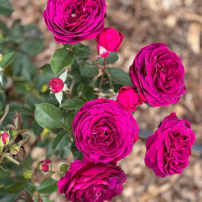 Super Rare Celestial Night Rose Cuttings – Deep Purple Rosa ‘Celestial Night’ for Rooting & Grafting, Unrooted