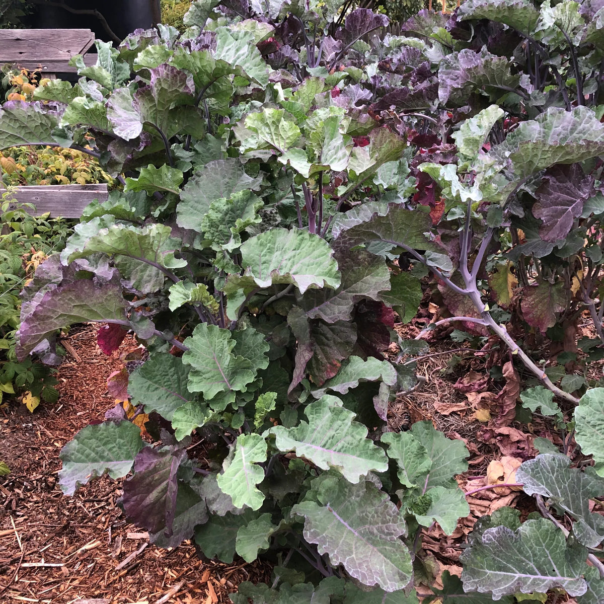 Purple Tree Collard Cutting – Unrooted Perennial Kale, Edible Leafy Green, Heirloom Brassica oleracea for Garden & Food Forest