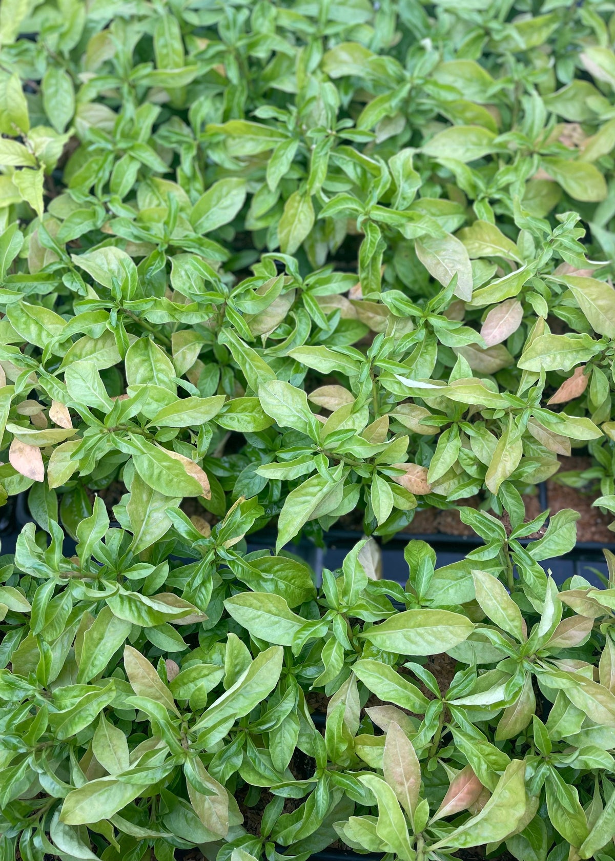 Narrowleaf Sissoo Spinach Plant, Edible Green, Perennial, Alternanthera sissoo, Tropical Garden Ground Cover