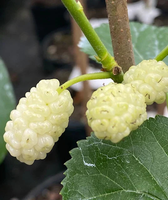 White Mulberry Trees Bareroot 1-2ft, Morus alba, Fast Growing Edible Fruit, Hardy Shade Trees for Gardens and Landscaping