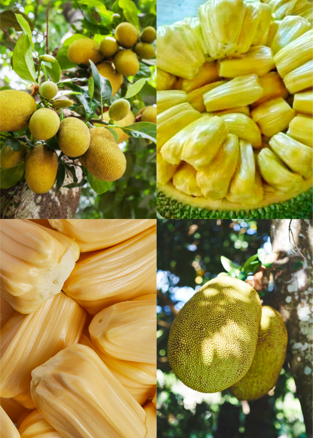 Jackfruit Tree Bundle Grafted Golden Nugget & Orange Crush Tropical Fruit Trees, 3-5 Feet, Low Latex, Ready to Fruit