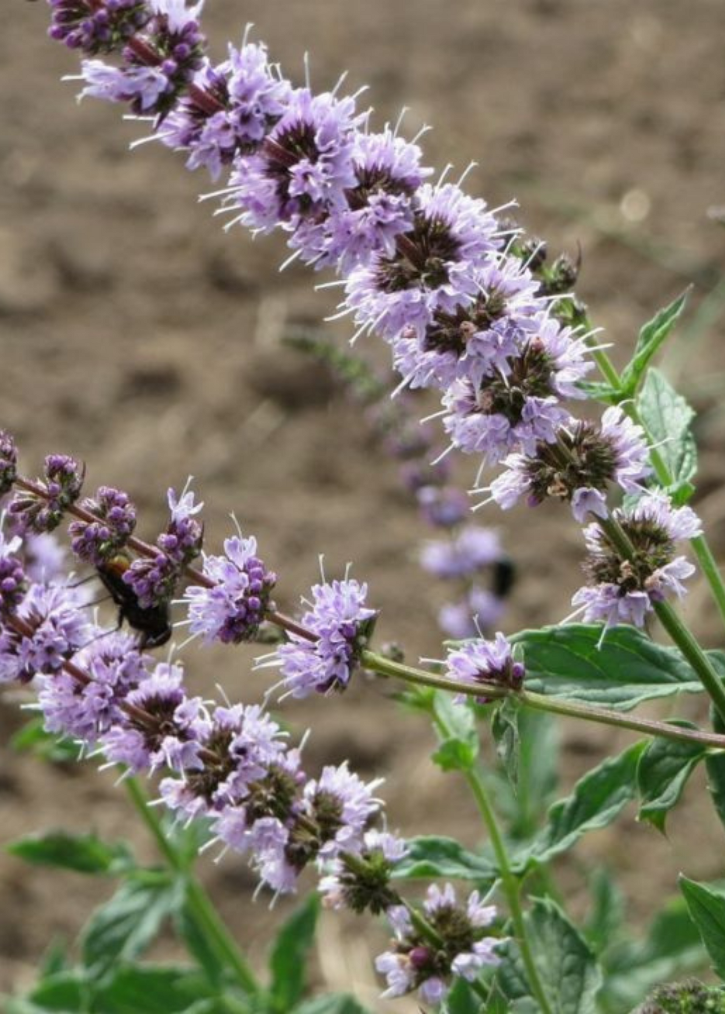 Japanese Catnip Herb Plant – Schizonepeta Tenuifolia, Medicinal Herb with Fragrant Purple Flowers, Traditional Herbal Remedy