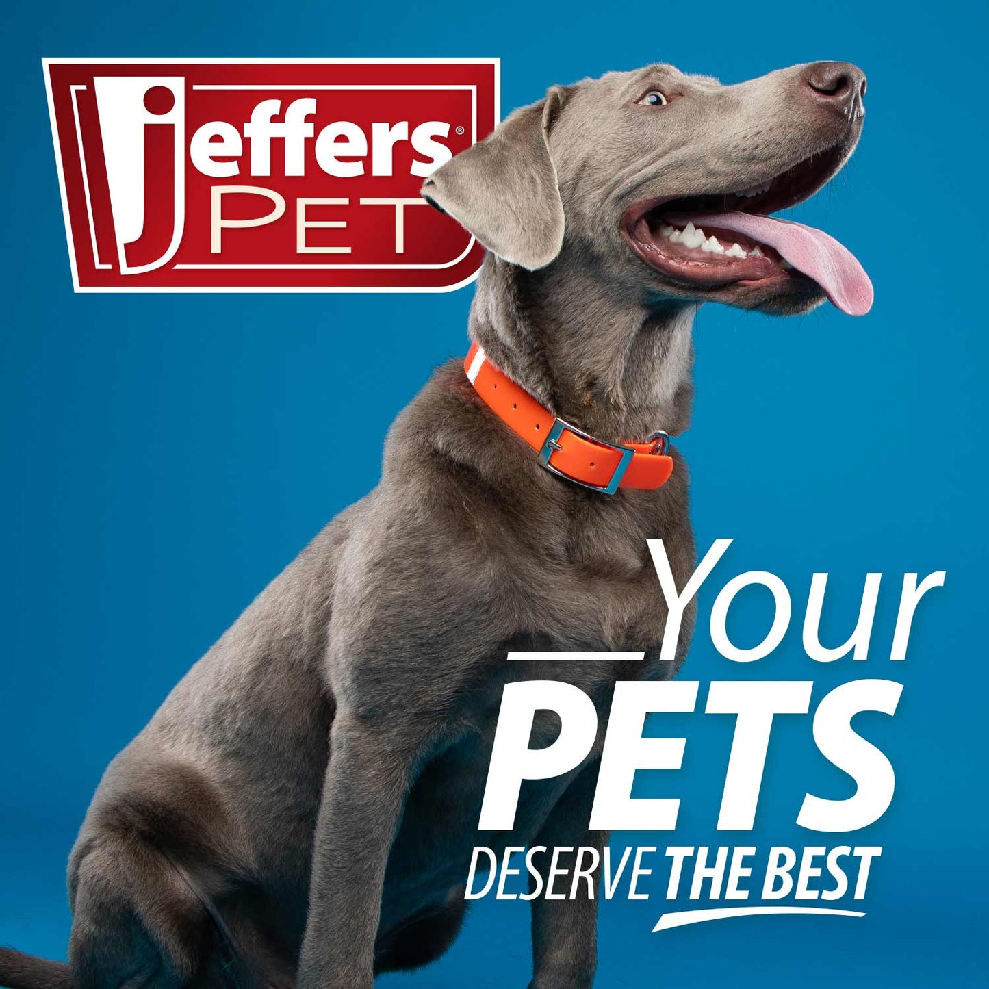 Jeffers Uracid DL-Methionine 0.2g Capsules for Dogs & Cats – Supports Urinary Tract, Reduces Urine Odor, Prevents Stones