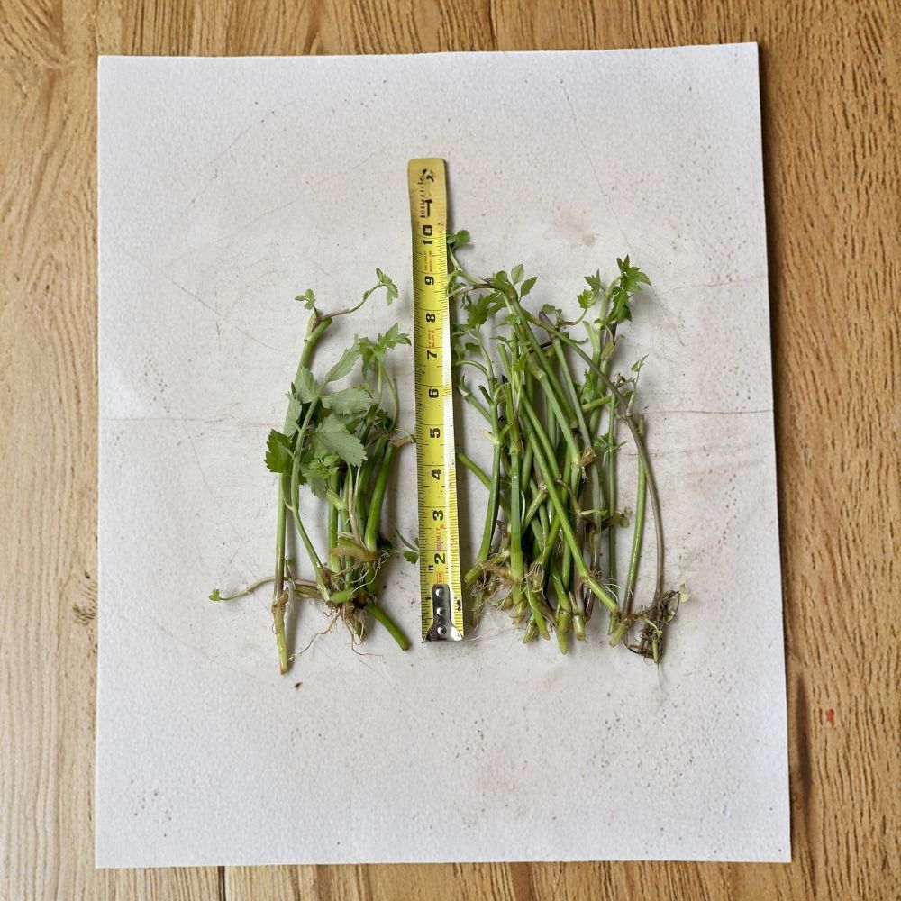Jerusalem Artichoke Bare Root Tubers – Helianthus tuberosus – Edible Root Vegetable, Perennial Sunflower Plant, 20 Tubers