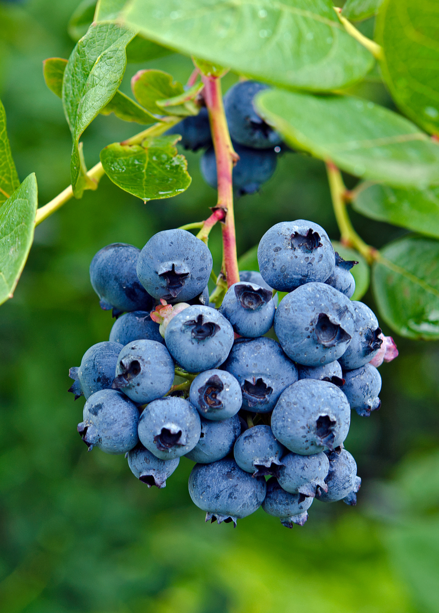 Blueberry 'Jewel' Vaccinium corymbosum - Early-Ripening Southern Highbush with Large, Sweet Berries