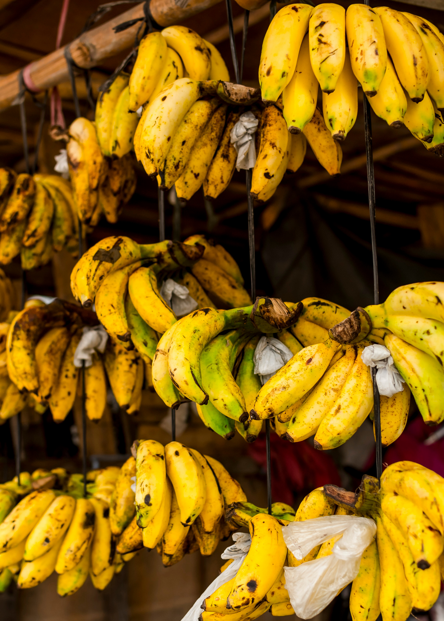 Banana Lacatan Plant, Musa acuminata, Tropical Fruit Tree for Garden or Container Growing