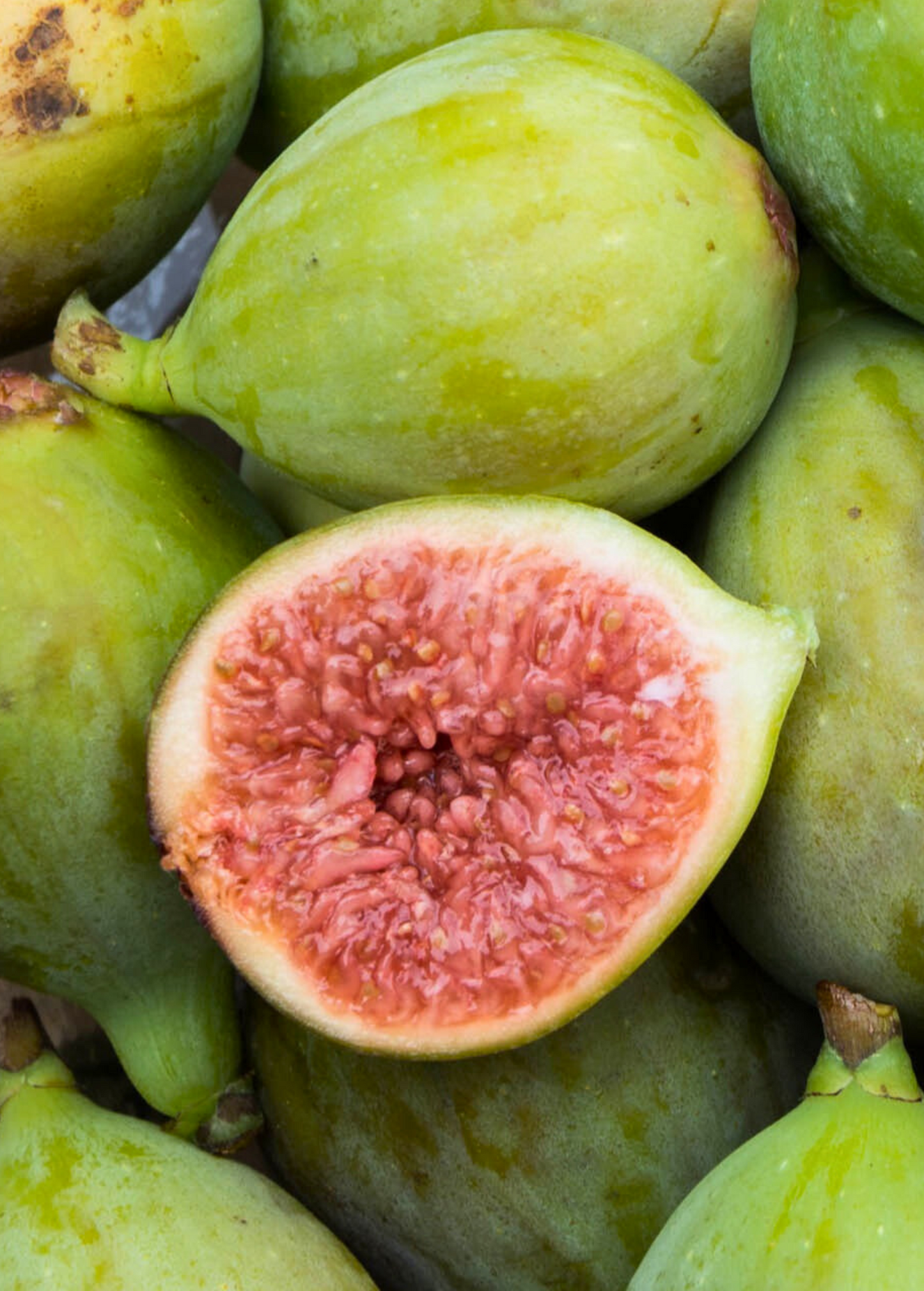 Fig Tree Italian Honey Ficus carica - Sweet Golden Figs, Edible Fruit, Self-Fertile, Cold-Tolerant, Container-Friendly