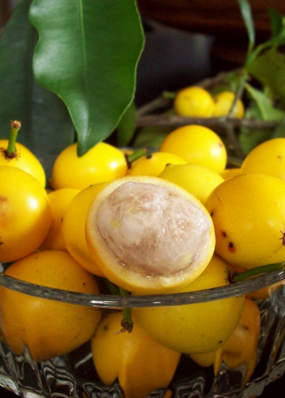 Lemon Drop Mangosteen Fruit Tree | Garcinia intermedia | Tropical Edible Plant | Rare South American Fruit Tree