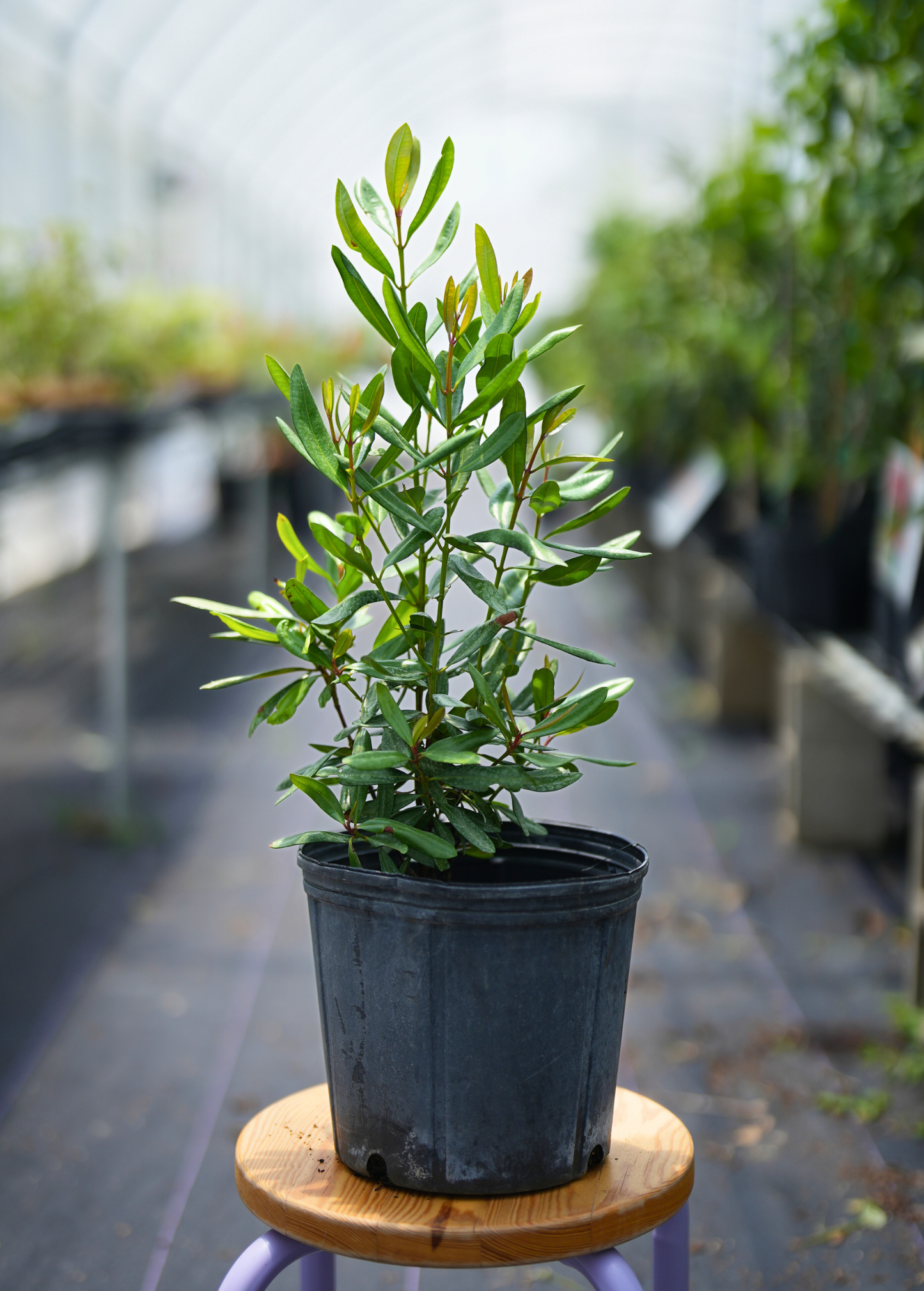 Lemon Bay Rum Tree Pimenta racemosa var. citrifolia Fragrant Evergreen Tropical Plant