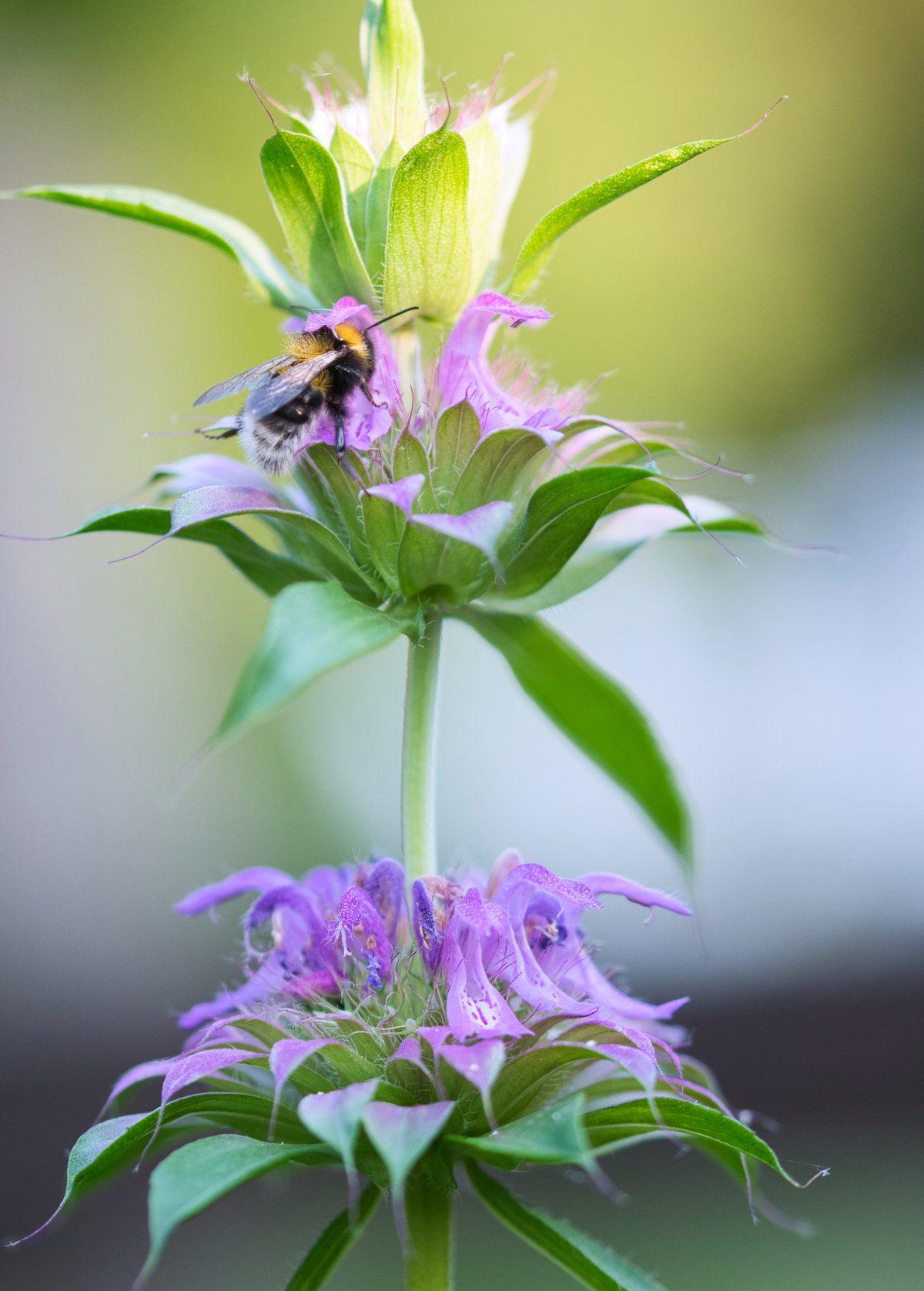 Bergamot Herb Lemon Scented Monarda citriodora Culinary and Medicinal Plant for Garden