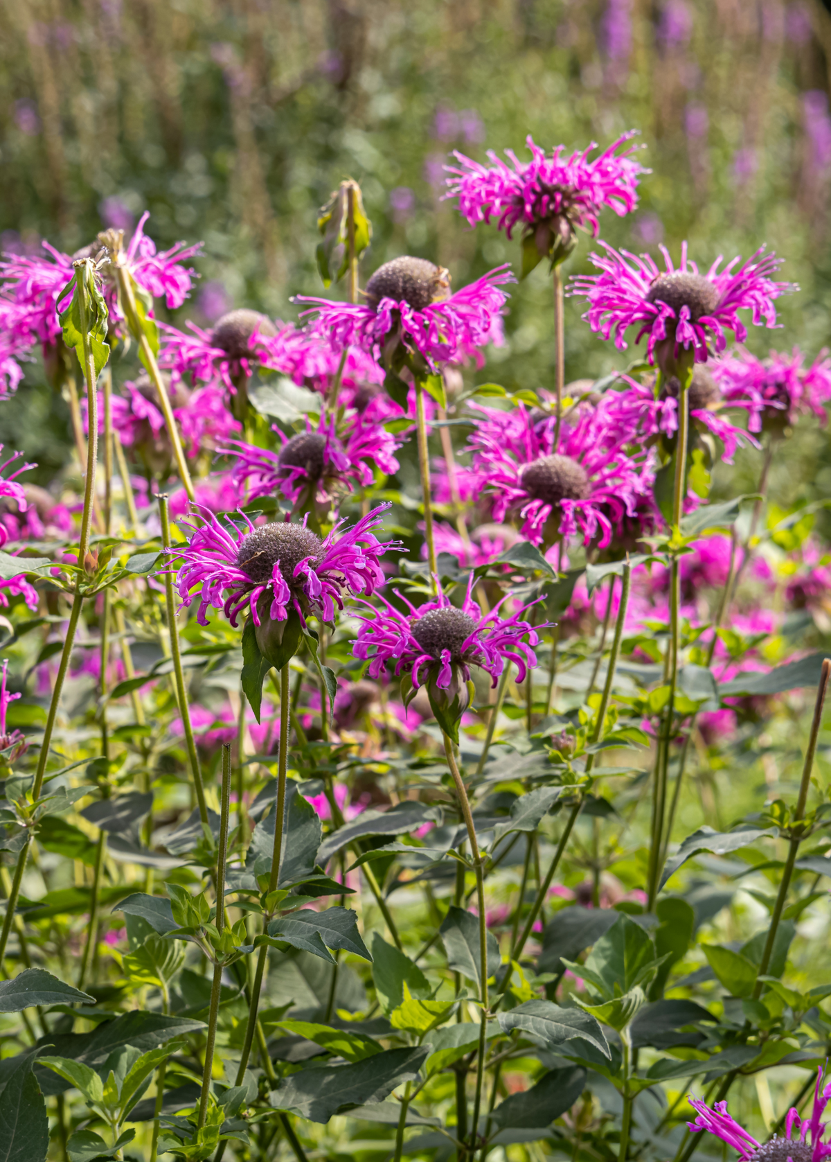 Bergamot 'Sweet Leaf' Herb Plant, Monarda fistulosa, Aromatic Medicinal & Culinary Herb, Pollinator Attracting Perennial