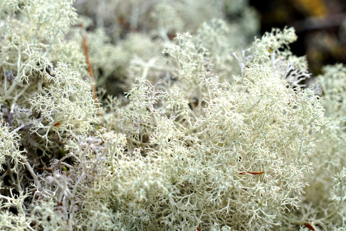 Lichen Bulk Box 14x7.5x5 - Natural Reindeer Moss for Crafts & Decor