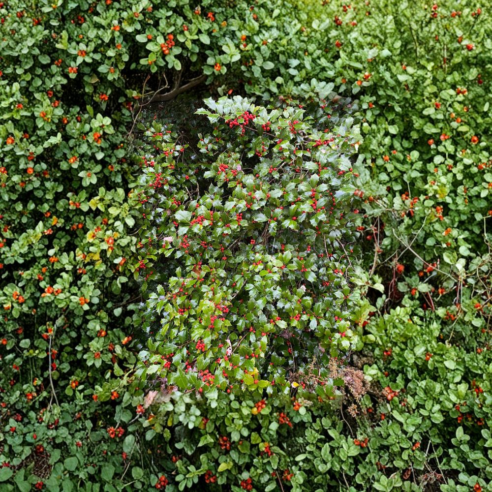 Mrs. Santa American Holly – Live Female Evergreen Holly with Red Berries | Quart Pot Ilex opaca Shrub