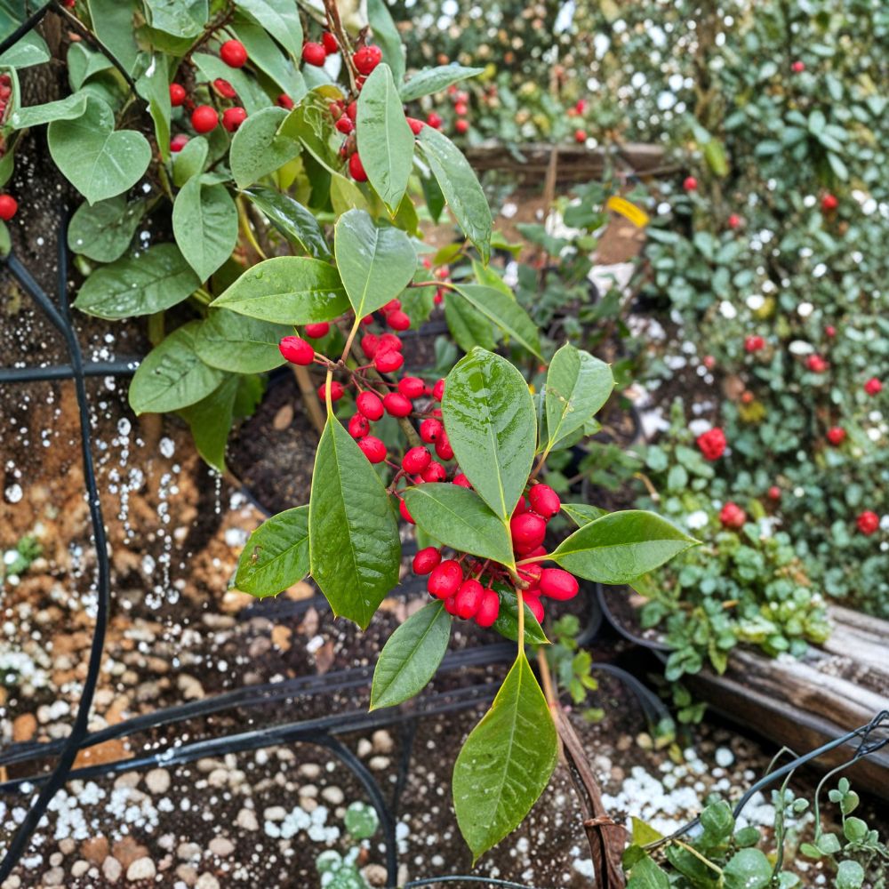 Chief Paduke American Holly – Female Evergreen Ilex opaca with Orange Red Berries in Quart Pot