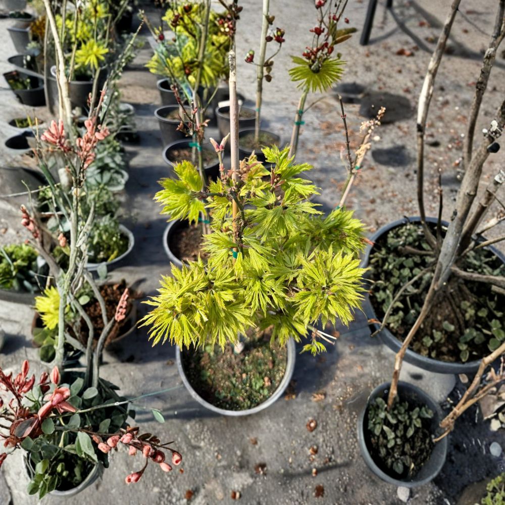 Acer palmatum ‘Sister Ghost’ – Rare Japanese Maple Tree in #3 Container, 25–35" Tall