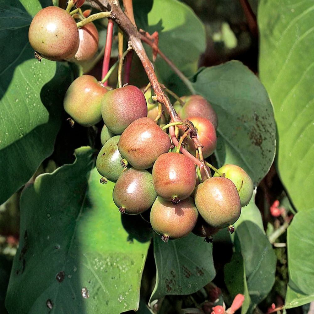Geneva Hardy Kiwi Female Rooted Vine | Sweet Fuzzless Edible Kiwi | Zones 4-8