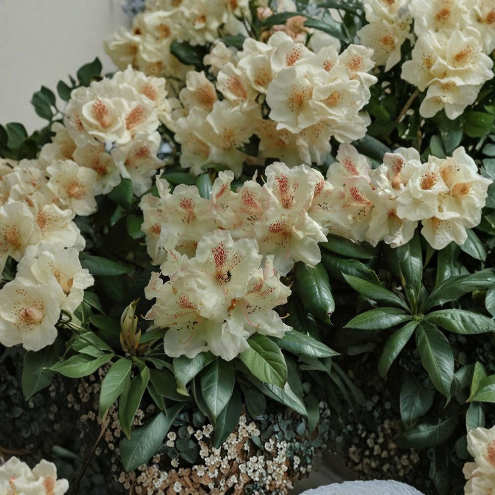 Rhododendron ‘Mrs. Betty Robinson’ Evergreen Shrub | Yellow & Red Blooms | Hardy Landscape Plant in #2 Container