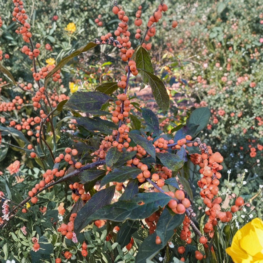 Winter Gold Winterberry Holly - Female Shrub with Orange Berries | 4 Inch Pot | Ilex verticillata