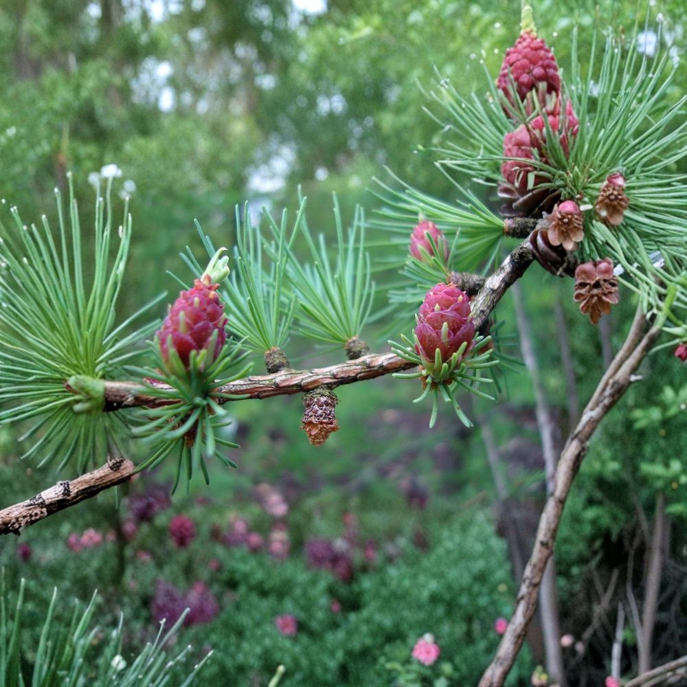 Tamarack American Larch - 12 Inch Tall Native Deciduous Conifer Tree in Quart Pot