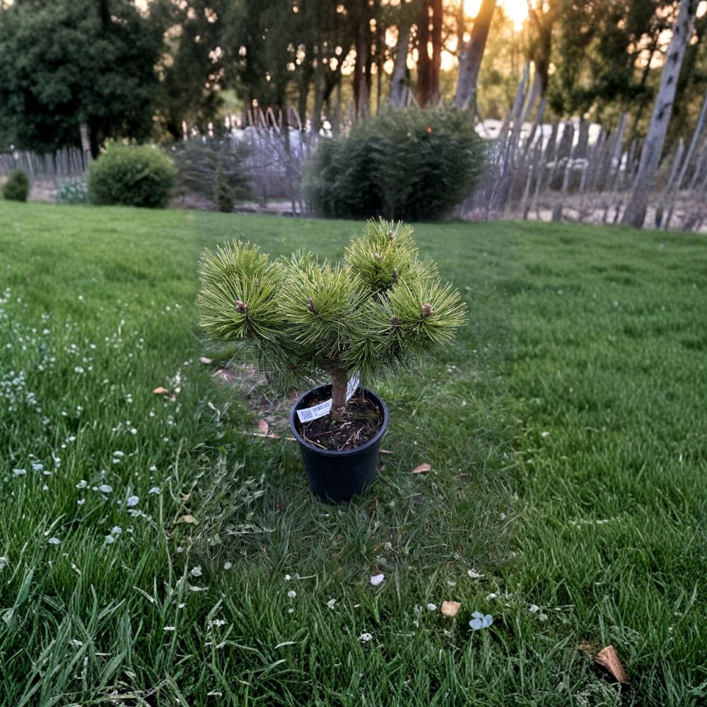Jane Kluis Japanese Red Pine – 10 Inch Tall Evergreen Conifer in 1 Gallon Pot | Pinus densiflora