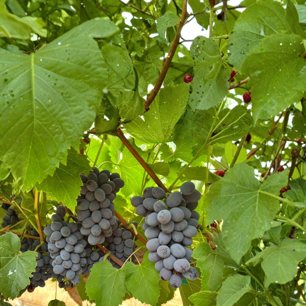 5 Black Seedless Muscat Grape Cuttings – Vitis vinifera Live Propagation Cuttings | Sweet Aromatic Table Grape Variety | US Seller
