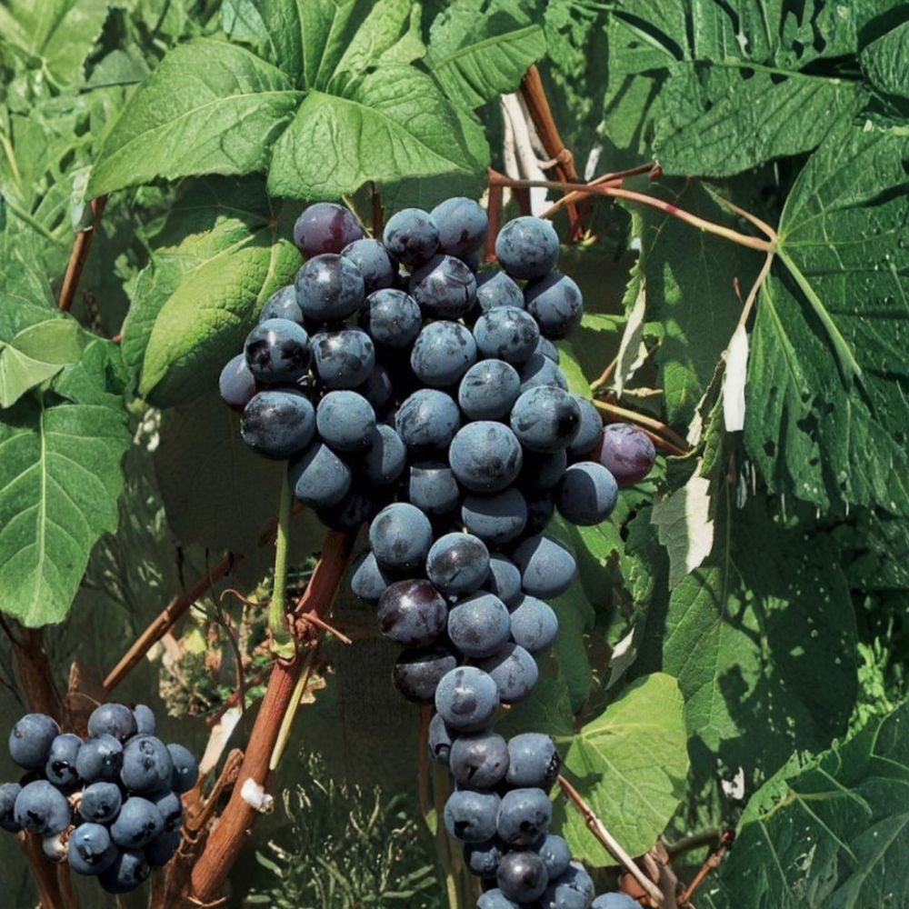 5 New York Muscat Grape Cuttings – Vitis vinifera Live Propagation Cuttings | Sweet Aromatic Table Grape | US Seller