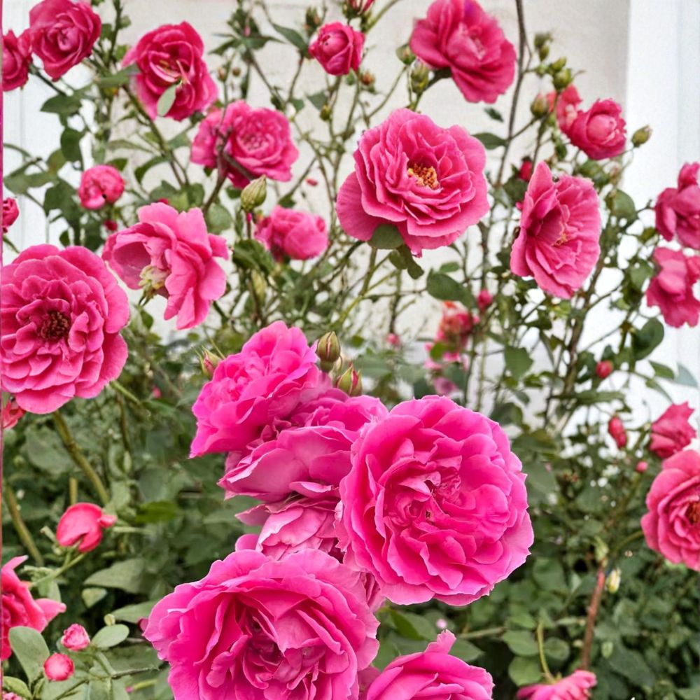 Parade Climbing Rose – Rosa Live Climbing Rose with Large Pink Double Blooms in Nursery Pot