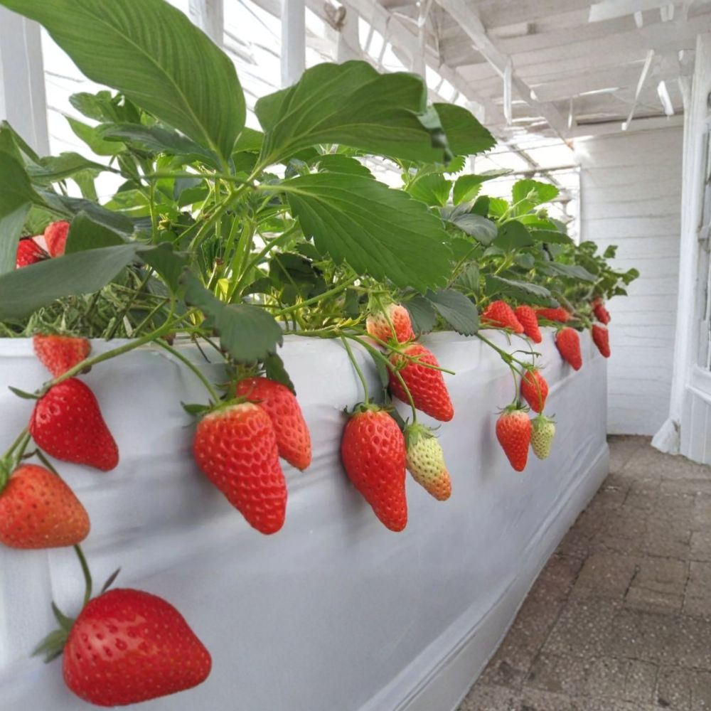 6 Akihime Japanese Strawberry Plants – Fragaria × ananassa Bare Root | Sweet Juicy Strawberry Variety