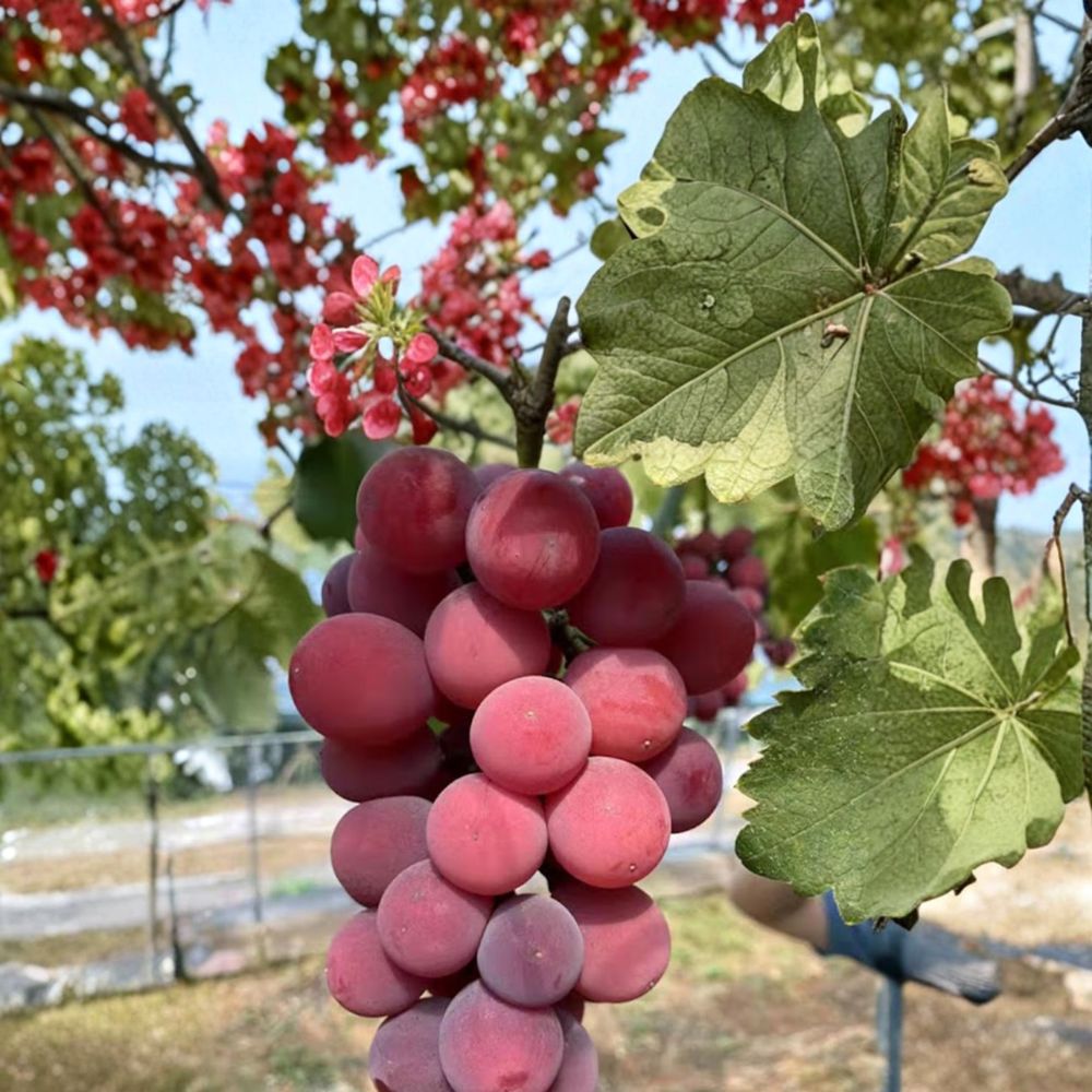 Japanese Queen Nina Grape Vine – Vitis vinifera Live Bare Root | Premium Red Table Grape