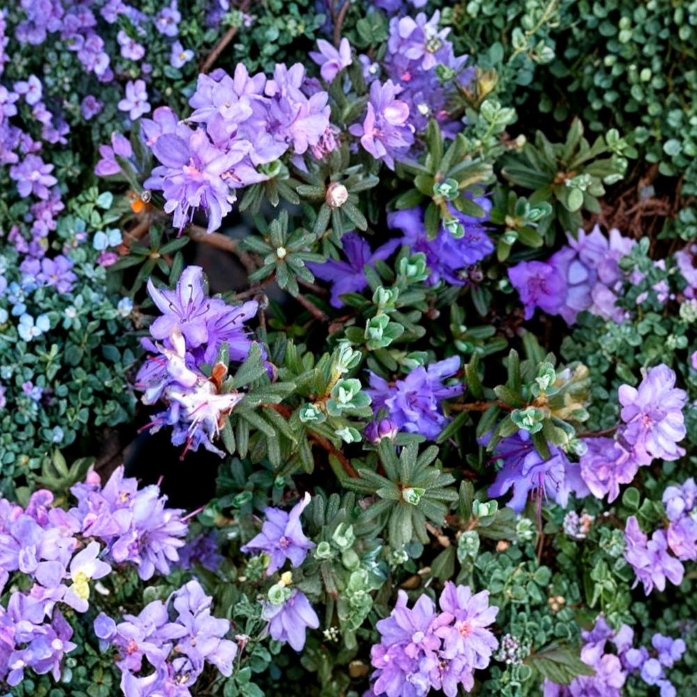 Rhododendron ‘Impeditum’ Live Evergreen Shrub | Compact Purple Blooming Dwarf Hardy Plant