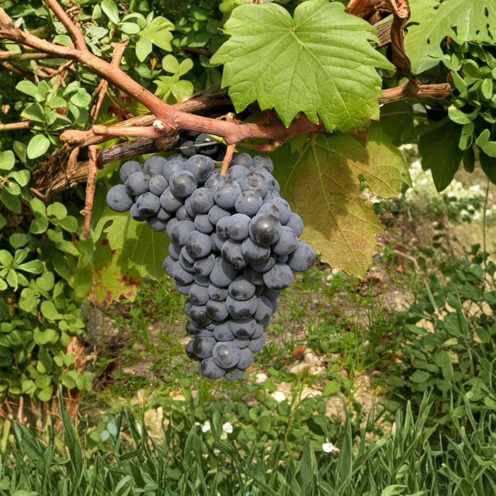 Carmine Wine Grape Plant – Cold Hardy Vitis vinifera Live Vine in Nursery Pot