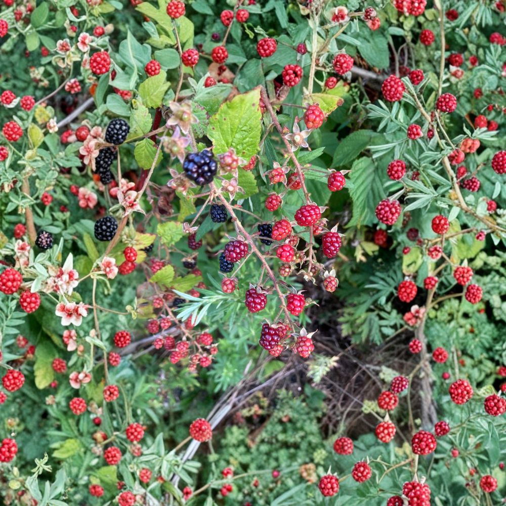Allegheny Blackberry Plant – Live Rooted Cane | Sweet Wild Blackberry | Zones 3–8