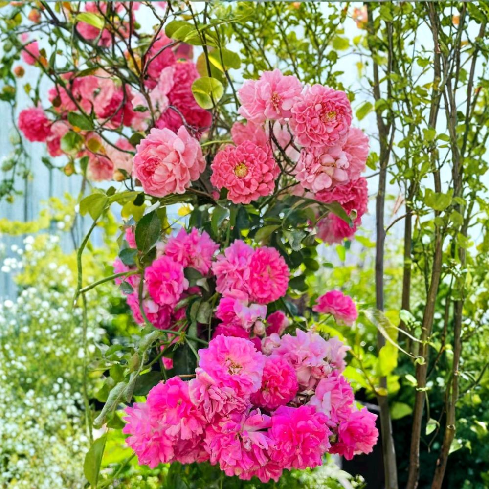 Seven Sisters Rose – Rosa multiflora Live Climbing Rose in Nursery Pot | Heirloom Rambler with Fragrant Pink Blooms